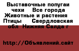 Выставочные попугаи чехи  - Все города Животные и растения » Птицы   . Свердловская обл.,Нижняя Салда г.